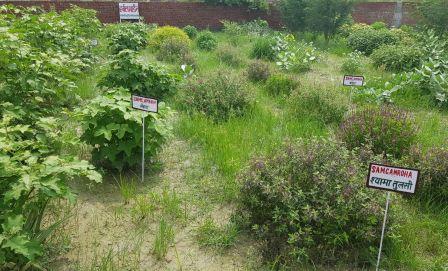 Herbal Garden